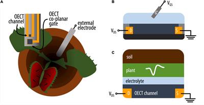 Benchmarking organic electrochemical <mark class="highlighted">transistors</mark> for plant electrophysiology